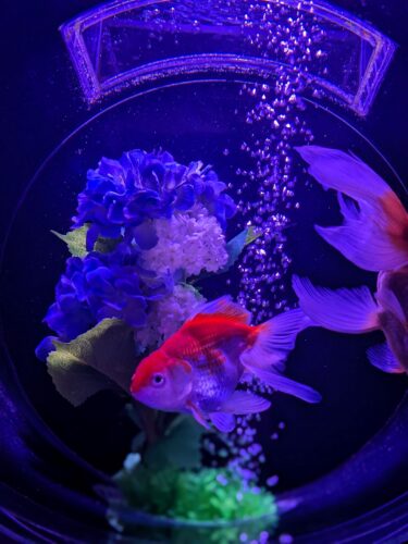 PXL_20240514_063711624.PORTRAIT